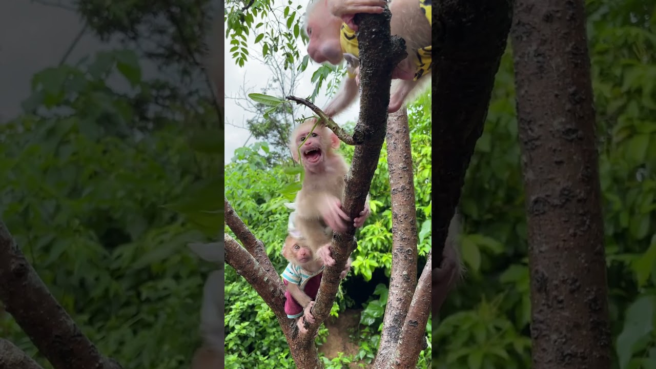 The little monkey is jealous of you again.😂