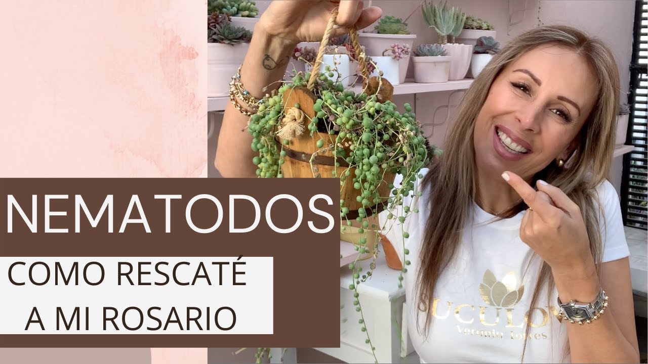 👩🏼‍🌾  Cómo recuperé a mi rosario de la muerte por nematodos!!😱
