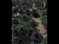 ما هي قصة الورد الأسود 