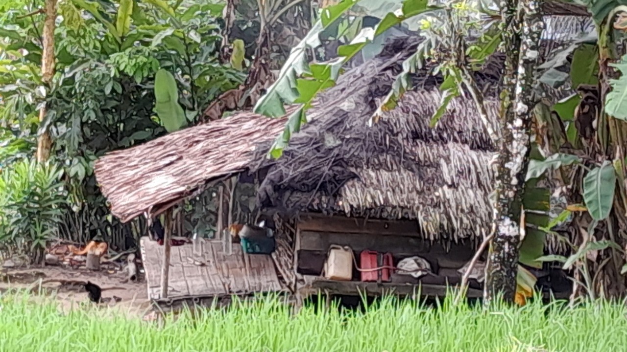 WAH,,,, CUKUP BERANI‼️PETANI SERING TINGGAL DAN MENGINAP DI SAUNG SAWAH DEKAT HUTAN.