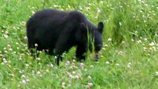 Black Bear on clover.AVI