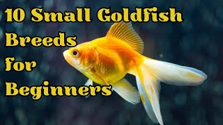 10 Best Small Goldfish Breeds For Beginners (Best for Fancy Goldfish Fanatics) by Pets Curious 683 views 1 year ago 10 minutes, 59 seconds