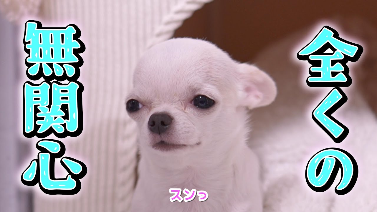 子犬が喜ぶと思いSNSで人気の豚を買った結果…まさかの機能に驚愕ｗｗｗ