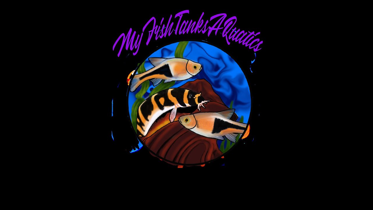 MyFishTanksAquatics - Afternoon Coffee - Just Chatting