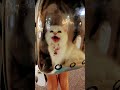【タイ🇹🇭の猫達】バンコク★リアブドゥアンデーンネラミットナイトマーケットの猫達★2025年10月21日火曜日 #shorts #タイ #cat #neko #猫 #แมว #thailand