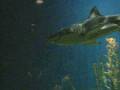 All About Shark Feeding