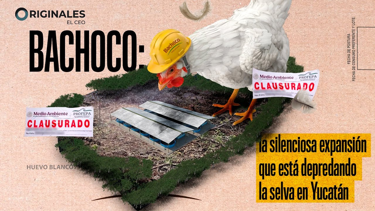 Bachoco: la silenciosa expansión que está depredando la selva en Yucatán
