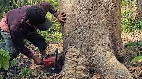 Cưa  cây  xoài thanh  ca siêu to .Cưa  cây  kỷ thuật cao