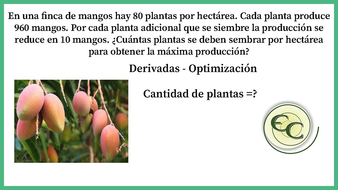 Optimización - Máxima producción d  mangos en una siembra