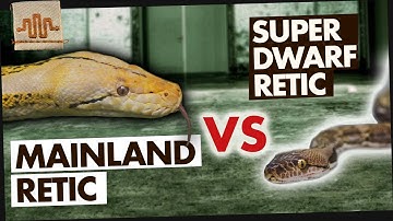 JAY BREWER tells us why MAINLANDS are a BIG DEAL.... | Superdwarf vs. The World