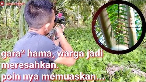 berburu hama bajing di kebun sawit. #bajing #hamabajing  #tupai