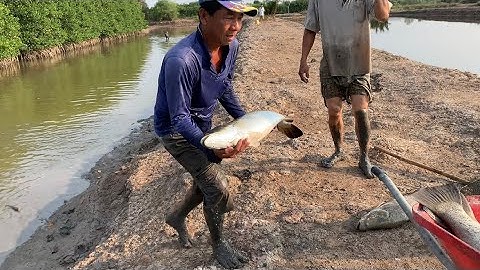 Cá Chẻm Nhảy Như Múa Toàn Cá Lớn Không - TVQT.647