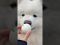 わたあめをおびき寄せる方法 #samoyed #大型犬 #サモエド #愛犬 #dog