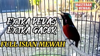 MASTERAN KONIN GACOR FULL ISIAN MEWAH, EXTRA PEDAS EXTRA GACOR #63