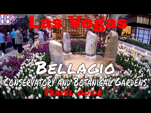 Video: Guide to Bellagio Conservatory & Ботаникалык бакча