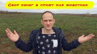 Собираем деньги в приют для животных. Собираем деньги в приют для животных.