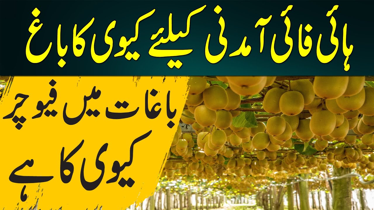 grow high value kiwi fruit orchard in Pakistan YouTube