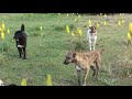 Tajik shepherd dogs in the wild