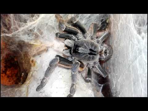 Thork's Birdeaters. Небольшое кормление самок пауков птицеедов в террариумах.