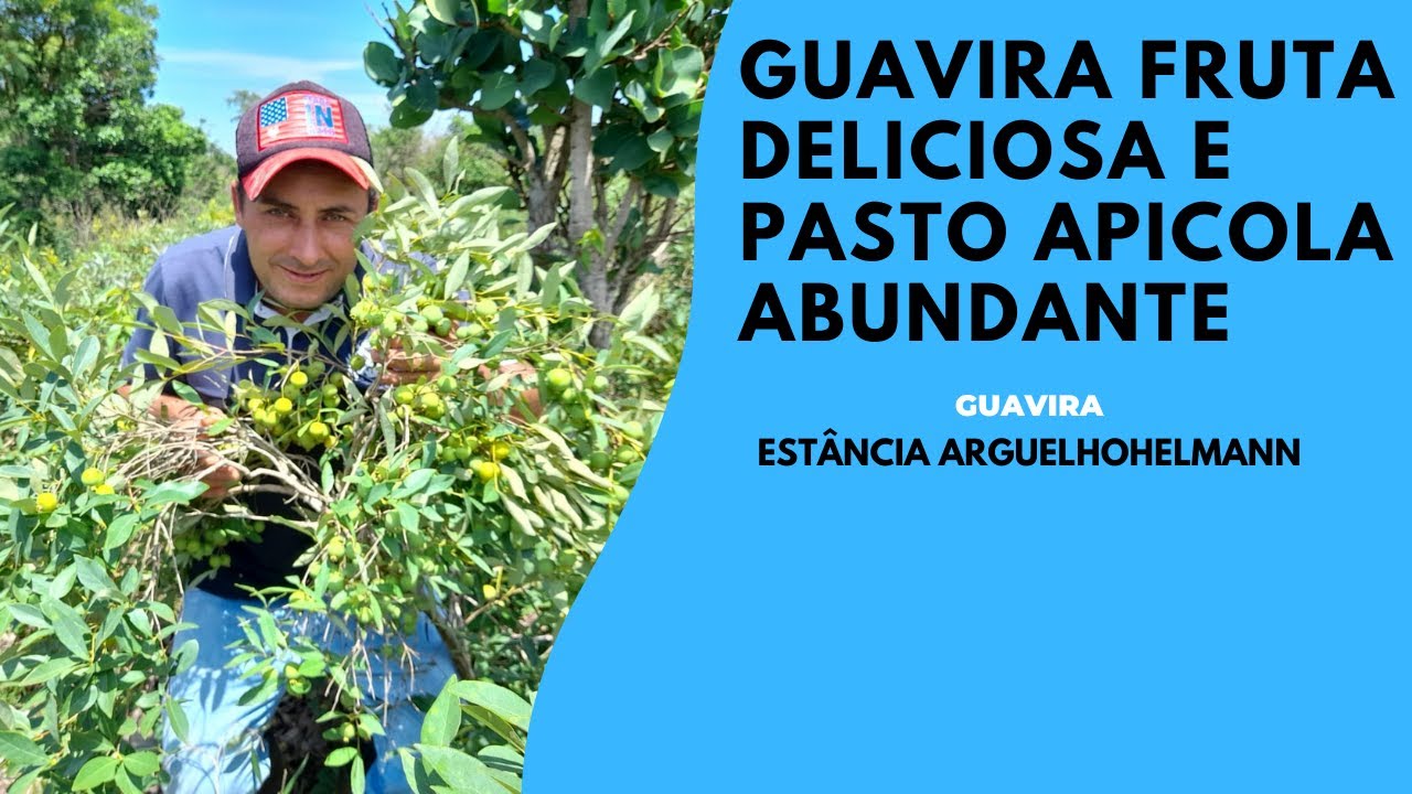 guavira fruta deliciosa e pasto apicola abundante pessa suas sementes e plante agora