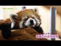 【東山動植物園公式】まるこのスヤスヤ2《 シセンレッサーパンダ レッサーパンダ 》