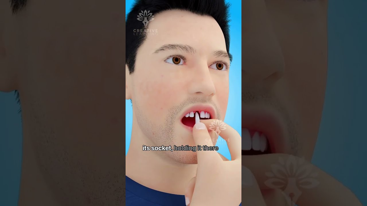What To Do Immediately If Your Tooth Falls Out Shorts Teeth Creativelearning3d