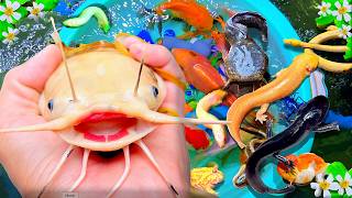 Catch one million baby koi fish in rain, axolotl, eels, pencil fish, Guppy fish, catch big catfish