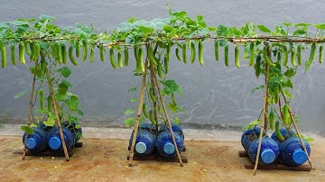Growing cucumbers this way, you won