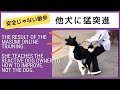 他犬・自転車に猛突進。噛み付き事故をきっかけにメールセッション受講。