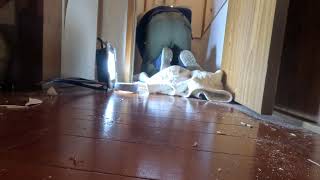 現場猫とトイレのdiy7