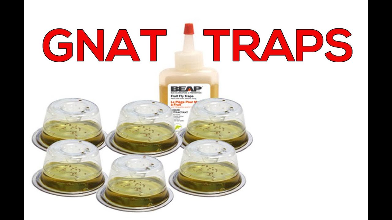 GNAT Traps do they work? How to get RID of Gnats YouTube