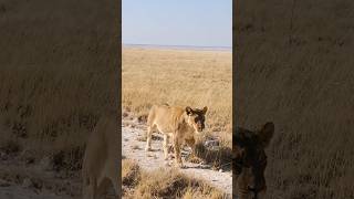 Lioness Stops Safari Traffic in Etosha! 🦁🇳🇦
