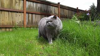 Cat Maximilian. 6/2/2012 - 5/22/2021. by emerald green 593 views 2 years ago 20 seconds