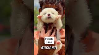 lashapso pomeranian available contact 8072146701