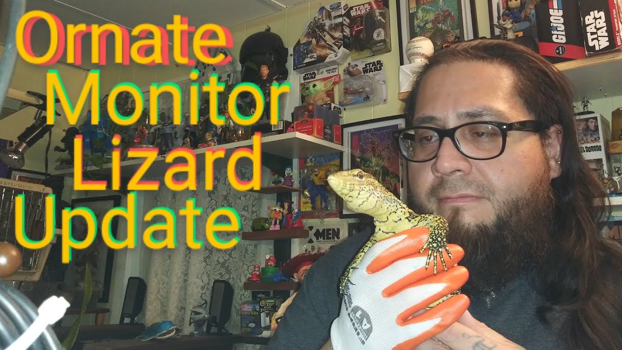 Ornate Monitor Lizard Update YouTube
