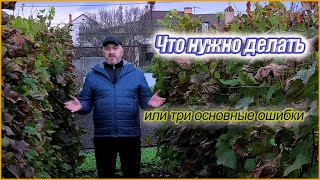 Почему Виноград зимой может погибнуть.