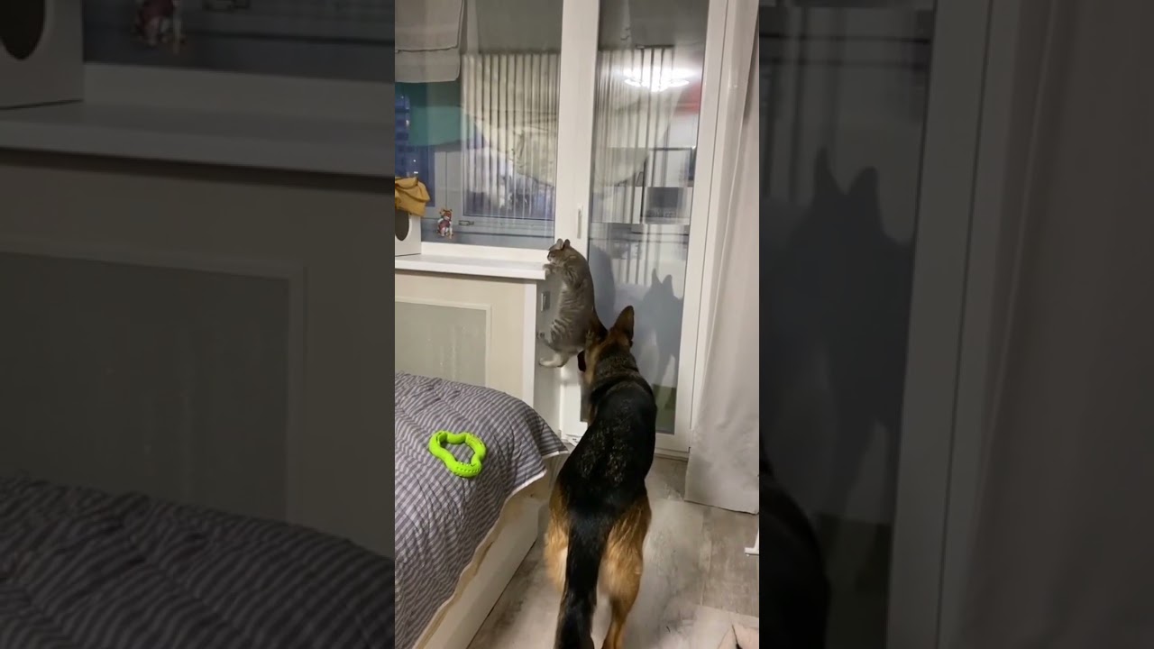 С котиками и жизнь не скучная😂