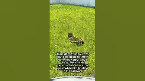 Video 8864301: bengalcat cat funny, bengalcat cats cute funny, bengal cat hunting, bengal cat mom, bengal cat eating