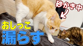 ロビンがとんでもない場所でおしっこをお漏らししていました… screenshot 3