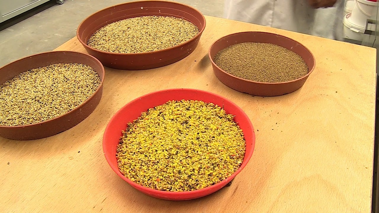 Another day in Budgie Land with Daniel Lütolf