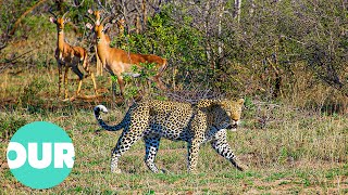 Extraordinary Footage Of A Leopard Hunting At Night Our World