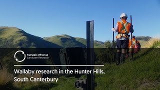 Wallaby research, Hunter Hills, South Canterbury