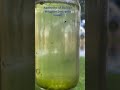 Aesthetics of Biology: #insects #wrigglers #aquatic #larva