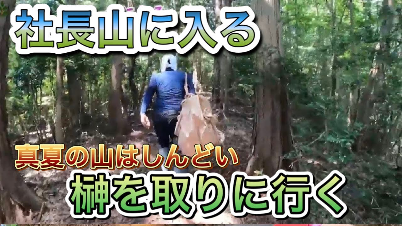 President goes into the mountains! [Harvesting Sakaki Trees] - YouTube