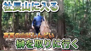 50 天然山採り　ヒサカキ mqdefault.jpg