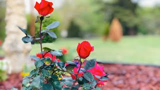 Flowerbed makeover start to finish how to
