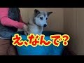 【わんこの天然温泉♨️】散歩してたら突然お風呂に入れられ戸惑いを隠せないわんこ#2🐕2019年10月