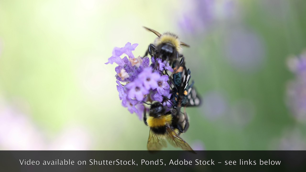 Bumble-bee and Nine-spotted moth sitting on lavender bloom macro 4K in 50FPS