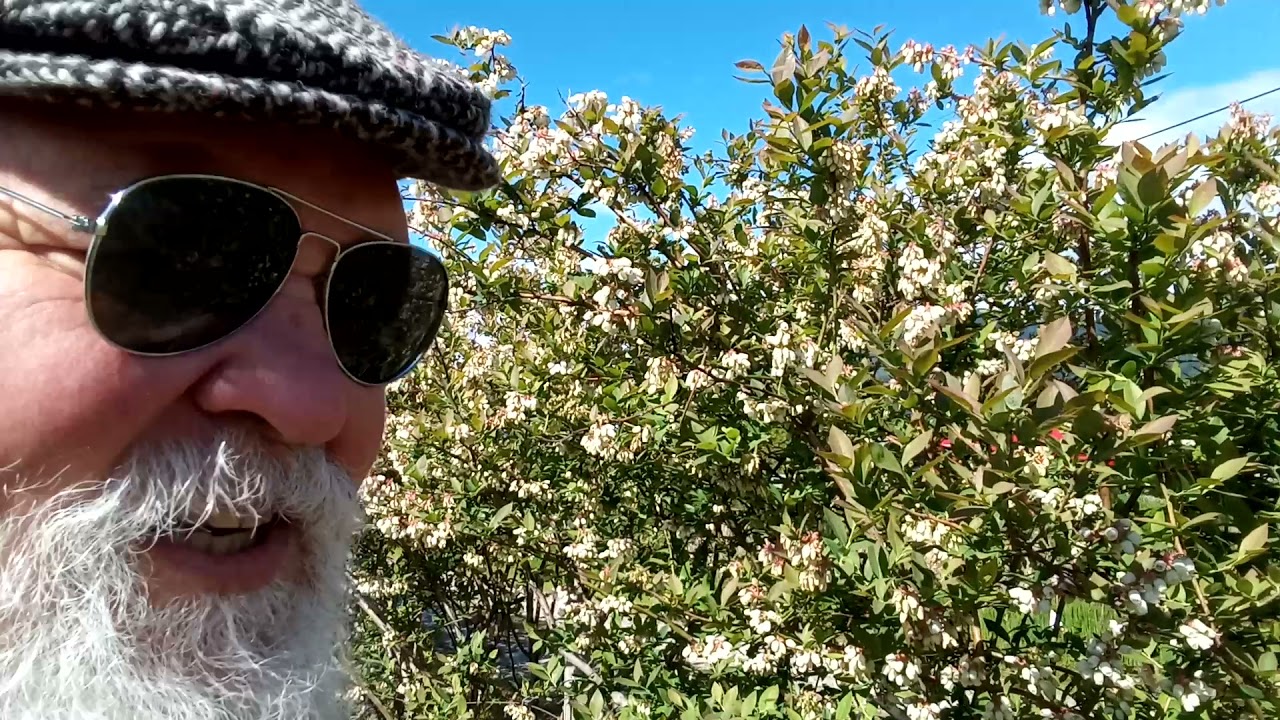 BLUEBERRIES IN BLOOM IN THE SPRING. How do you identify?