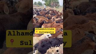 Bakrid Qurbani sheep selection guide #bakrid #goat #farming